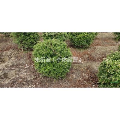 浙江供应红花继木小杯苗 萧山小杯苗规格*