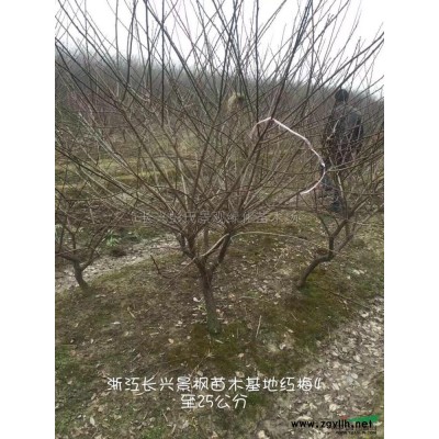 大小规格娜塔栎 湖州娜塔栎 浙江娜塔栎基地