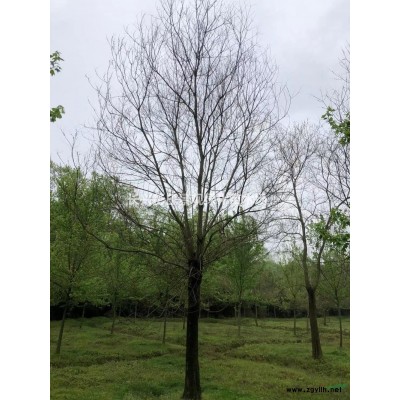 2021年浙江榉树 湖州榉树 大小榉树新报价