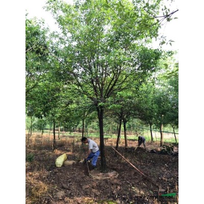 浙江三角枫2介绍/特征/用途