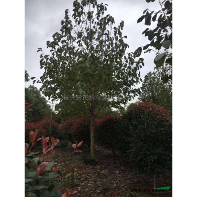 湿地松2行情报价\湿地松2图片展示