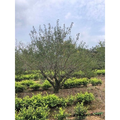 浙江乌桕*新价格/乌桕基地图片展示