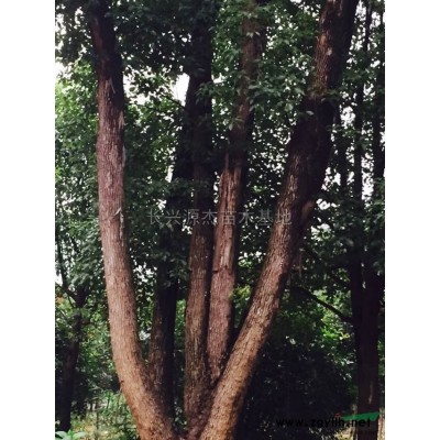 浙江七叶树信息