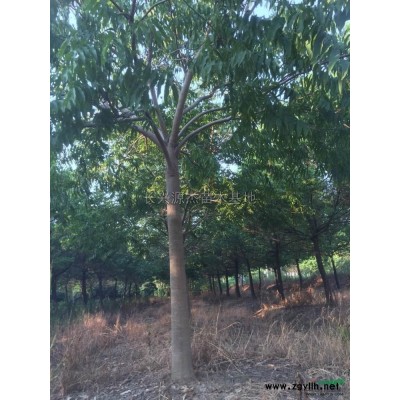 浙江精品乌桕介绍