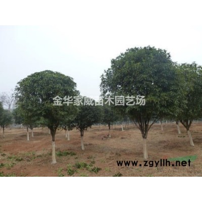 浙江[产品]/浙江嫁接茶梅桩 金华嫁接茶梅桩价格/报价