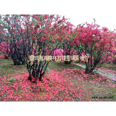 安吉球型映山红出售行情报价/安吉球型映山红出售图片展示