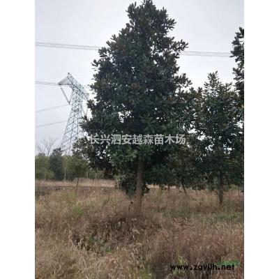 浙江供应全冠青梅 14-25公分 青梅价格 湖州青梅规格*
