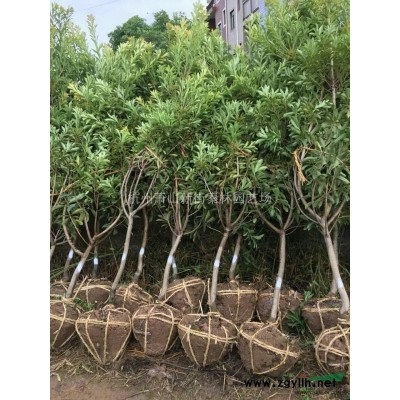 浙江大叶黄杨球  萧山大叶黄杨球介绍/特征/用途