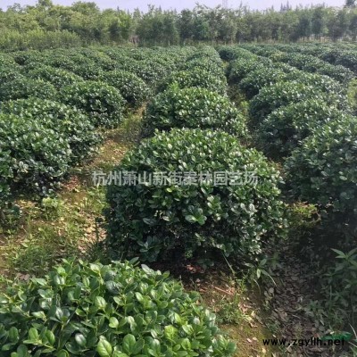 浙江供应大花月季 杭州大花月季规格*