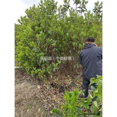 大小规格大叶栀子小毛球 萧山工程苗木 基地