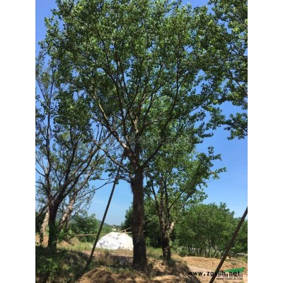 优质特价三角枫3产地直销