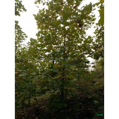 浙江马褂木4批发/供应