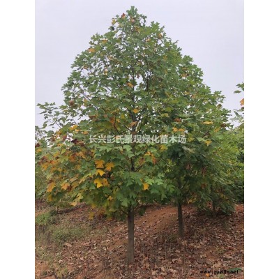 浙江马褂木3介绍/特征/用途