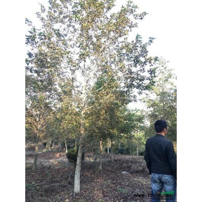 浙江[红叶石楠球]/浙江红叶石楠球3价格/报价