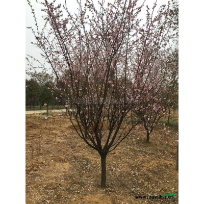 2018年浙江枫香2*新报价