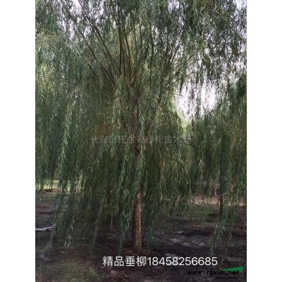 樱花行情报价\樱花图片展示