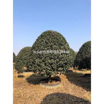 大规格香樟*新价格/大规格香樟报价