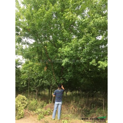 栾树2供应/栾树2图片