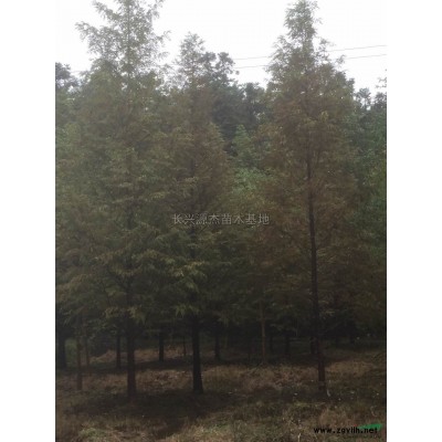 浙江七叶树*新报价/七叶树图片