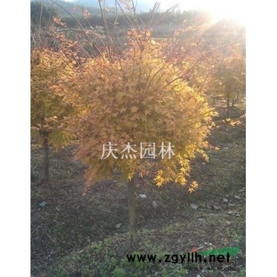 桂花行情报价\桂花图片展示