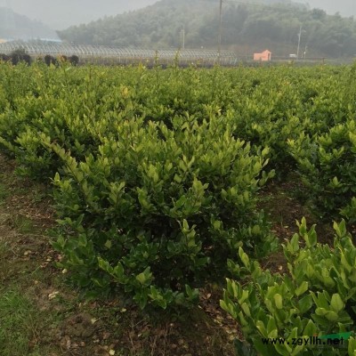 宁波珊瑚基地 大量批发供应珊瑚树 浙江珊瑚供应商