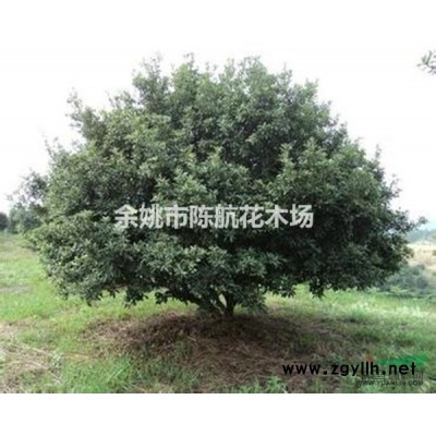 优质特价杨梅树产地直销 树形好