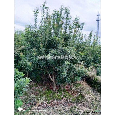 三公分杨梅行情报价  三公分杨梅图片展示