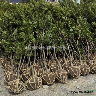 浙江余姚杨梅树价格290元一株