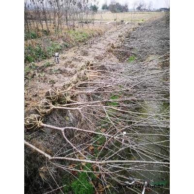 青梅苗地径0.8至3公分