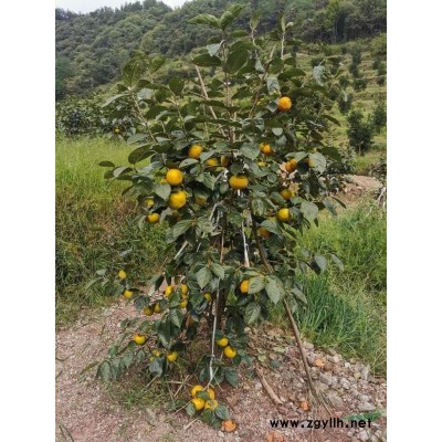 柚子树苗、红肉红心蜜柚小苗 红心柚子树苗
