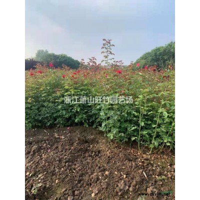 亚菊小杯 地被草花亚菊 萧山亚菊基地 亚菊杯苗