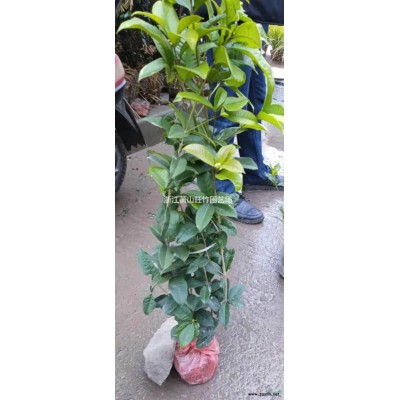 低价供应金叶苔草 金丝苔草 精品苔草