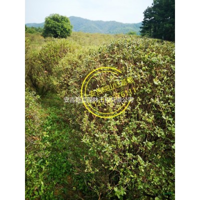 映山红供应行情报价/映山红供应图片展示