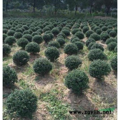 浙江宁波法国冬青介绍/特征/用途
