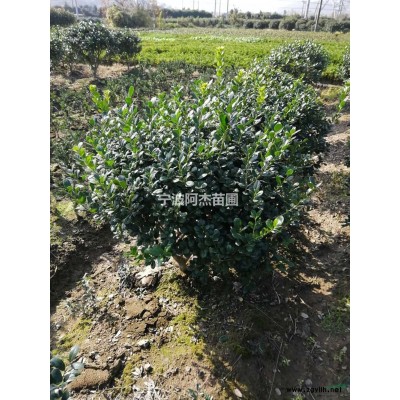 毛鹃图片\毛鹃报价