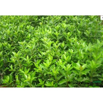 茶花2行情报价\茶花2图片展示