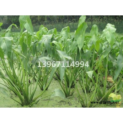 浙江喷雪花 介绍/特征/用途