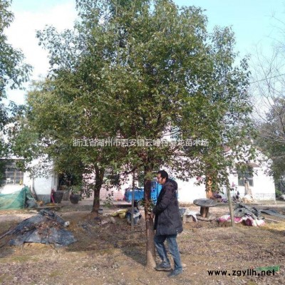 大小规格浙江榉树 可供*榉树 基地