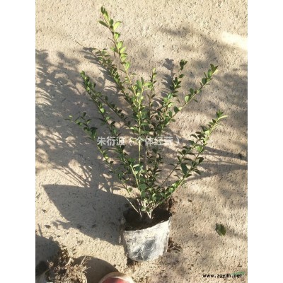 浙江大吴风草图片/浙江大吴风草报价