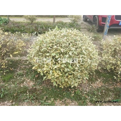 大小规格八角金盘小毛球 萧山八角金盘小毛球 杭州色块苗基地