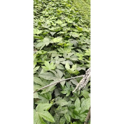 优质特价麦冬 处理麦冬草 萧山麦冬草产地直销