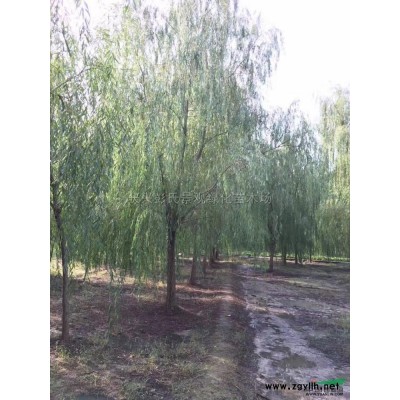 浙江马褂木5介绍/特征/用途