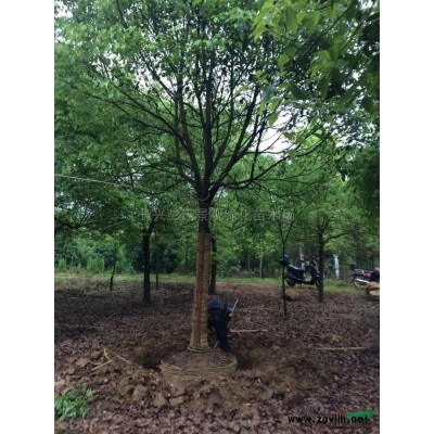 马褂木2图片/马褂木2报价