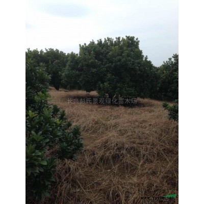 精品垂柳供应/精品垂柳图片