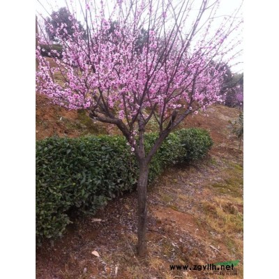 浙江精品榉树介绍