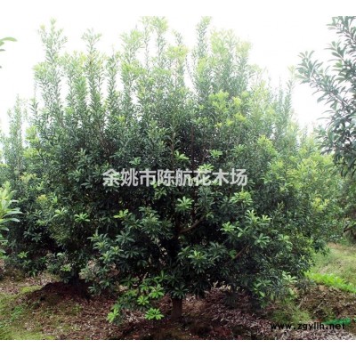 浙江杨梅价格/图片展示