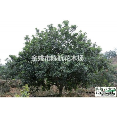 浙江杨梅哪里好 浙江杨梅哪家便宜