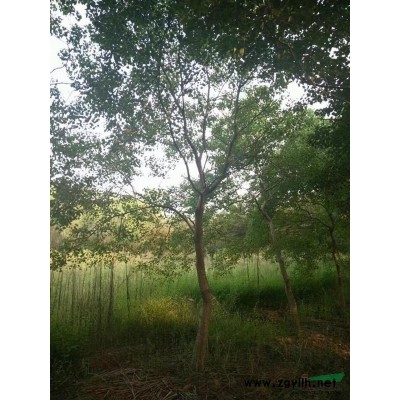 浙江大量供应香樟树10-18公分