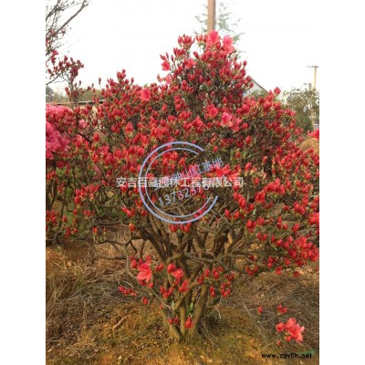 浙江大量出售安吉球型映山红价格/报价