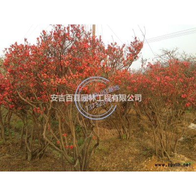 浙江高山映山红出售哪里好/哪家便宜